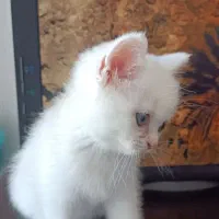 بچه گربه پرشین سفید