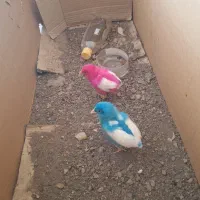 2عدد جوجه رنگی سالم