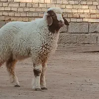 بره