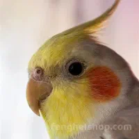 جوجه عروس های زیبا ۲ماهه|پرنده|خرمدره, |دیوار