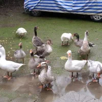 غاز امسالی|حیوانات مزرعه|اسالم, |دیوار