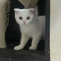 فروش فوری گربه اسکاتیش و بریتیش