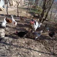 تعدادی مرغ سالم گوشتی وتخم گذار|حیوانات مزرعه|سیاهکل, |دیوار