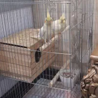 عروس هلندی نروماده|پرنده|تهران, پرستار|دیوار