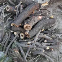 خرید چوب  و برش درخت