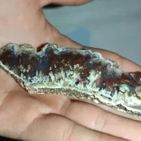 سنگ شجر ،عقیق|کلکسیون اشیاء عتیقه|یاسوج, |دیوار