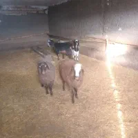 سلام|حیوانات مزرعه|زاغه, |دیوار