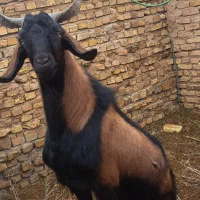 چپش آلپاین|حیوانات مزرعه|اردکان, |دیوار