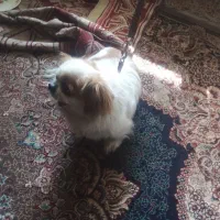 سگ شیواوا|سگ|سبزوار, قصبه غربی|دیوار