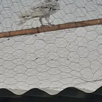 کبوتر پرشی هما سرور|پرنده|پیر بکران, |دیوار