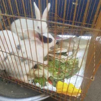 خرگوش