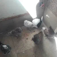 کبوتر رنگی|پرنده|قم, شهرک طالقانی|دیوار