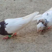 طوقی