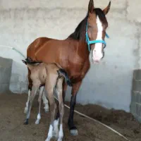 فروش اسب اصیل دره شور