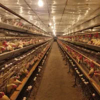 کارگر مرغداری