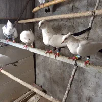 کفتر آنتیک پشتدار،یه رنگ ، دمی، کله ای، سرته سیاه
