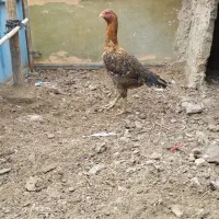 مرغ لاری|حیوانات مزرعه|ورامین, ورامین|دیوار