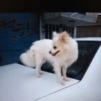 فوش سگ بانژاد پامرواگرگی بخاطر جابجایی|سگ|نسیم‌شهر, |دیوار