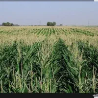 زمین کشاورزی