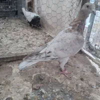 کبوتر رنگی|پرنده|قزوین, |دیوار