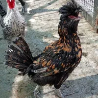 هفت تا مرغ دوتا خروس یکی بالغ اون یکی جوجه چهاماهه|حیوانات مزرعه|اردکان, |دیوار