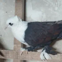 کله سفید وصده کاکلی|پرنده|سبزوار, شهرک صنعتی فرودگاه|دیوار