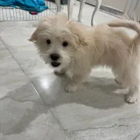 سگ پودل کراس|سگ|تهران, پاسداران|دیوار