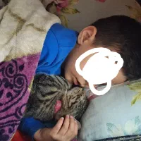 گربه  رایگان|گربه|مشهد, مهدی آباد|دیوار