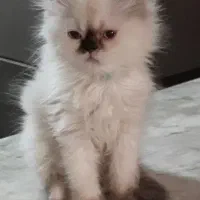 واگذاری توله پرشین