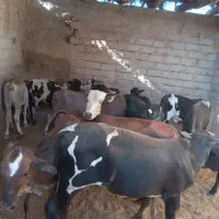 تعداد گوساله نر خارجی