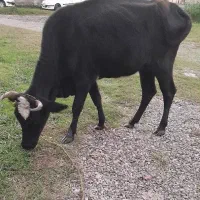 گاو گیل دورگ با گوساله ماده فقیر