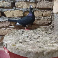 قره سیاه ماده|پرنده|مشهد, ویلاشهر|دیوار