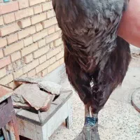 خروس و مرغ|حیوانات مزرعه|خرمشهر, |دیوار