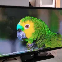 ۳ تاال ای دی۴۲،۴۳،۵۵ درحدنو