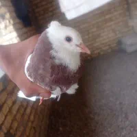 کبوتر