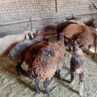 میش داشتی