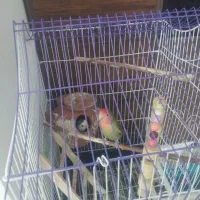 طوطی کوتوله برزیلی|پرنده|ملارد, |دیوار