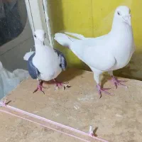 کبوتر .2عدد.پلاکی.نروماده.