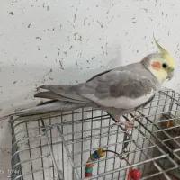 عروس هلندی نر