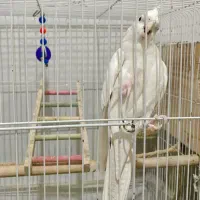 عروس هلندی آلبینو|پرنده|شیراز, شهرک رضوان|دیوار