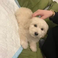 فروش فوری|سگ|مشهد, نیزه|دیوار