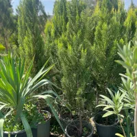 کاشت و عرضه کاج لاوسون ارتفاع ۱۸۰ ۶۰۰