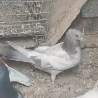 کفتر پرشی جوجه و بالغ ۵تا