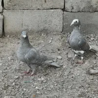 پلنگ نقره ای ونقره ای