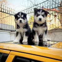 سگ هاسکی اصیل