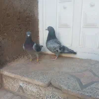 نروماده مولدمسافتی|پرنده|تاکستان, |دیوار