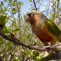 طوطی گرینچیک آناناسی گریخته از منزل