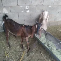 فروش دو گتاچ نسل دار