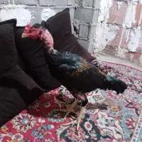 خروس لاری درجه یک و عالی جنس ناب|حیوانات مزرعه|طبقده, |دیوار