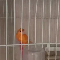 قناری ماده موزاییکی و رد فاکتور|پرنده|تربت‌حیدریه, بالا ولایت|دیوار